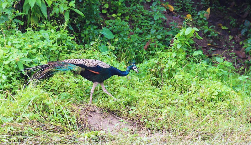 Chitwan National Park