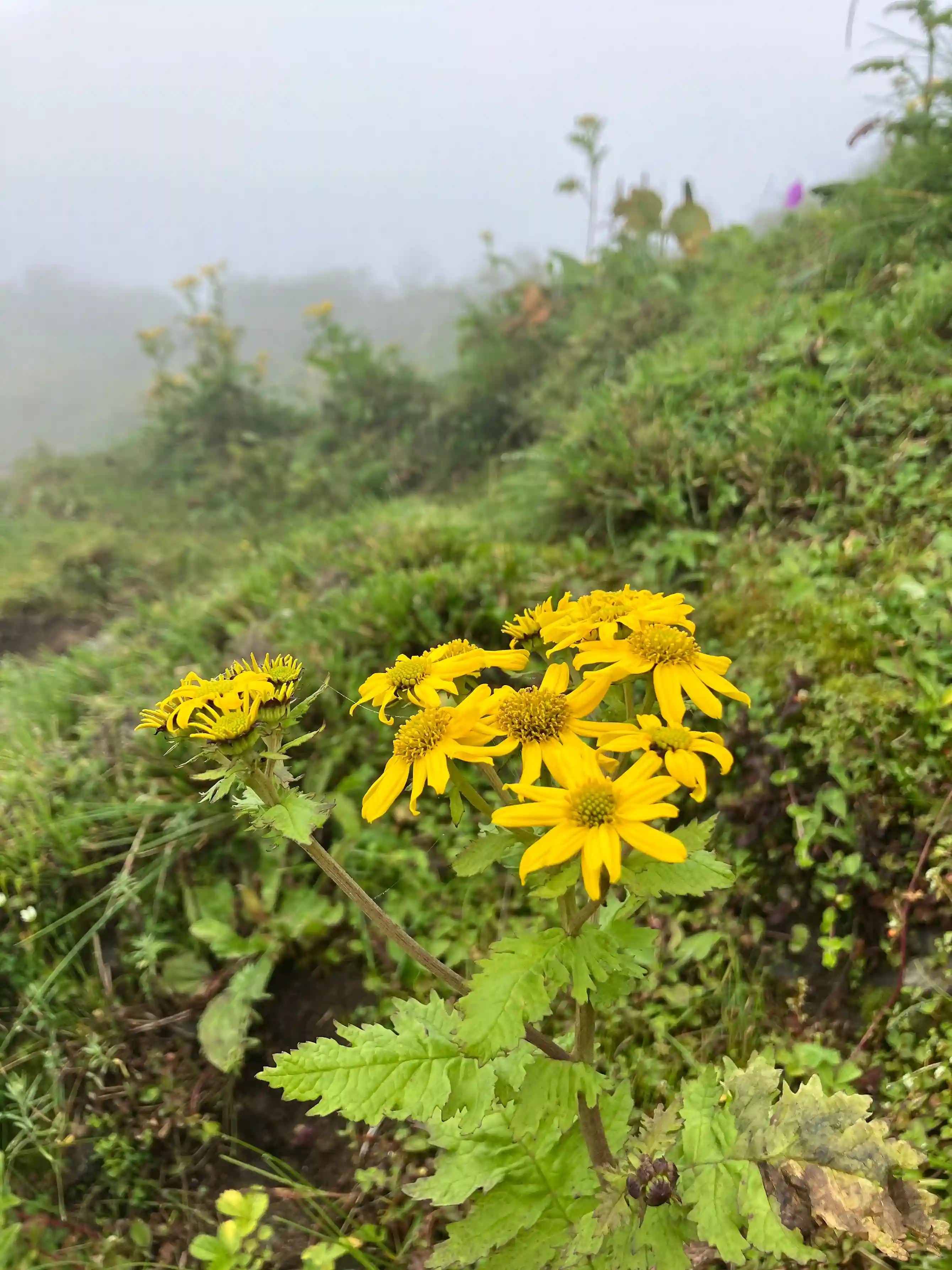 マルディヒマールの動植物