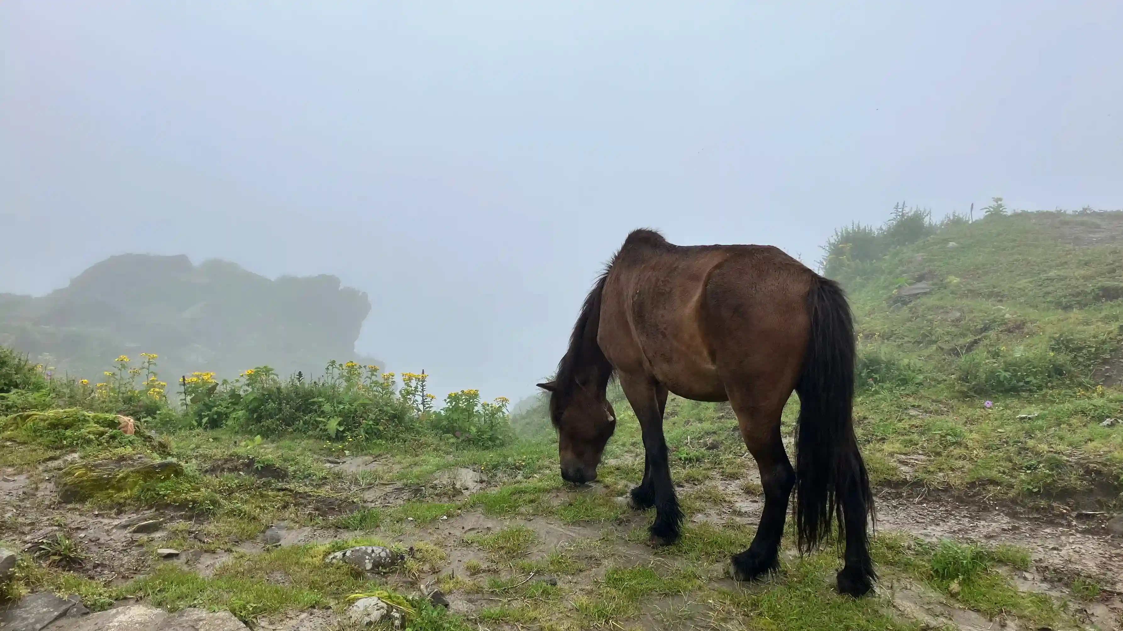 マルディヒマールの草を食べる馬