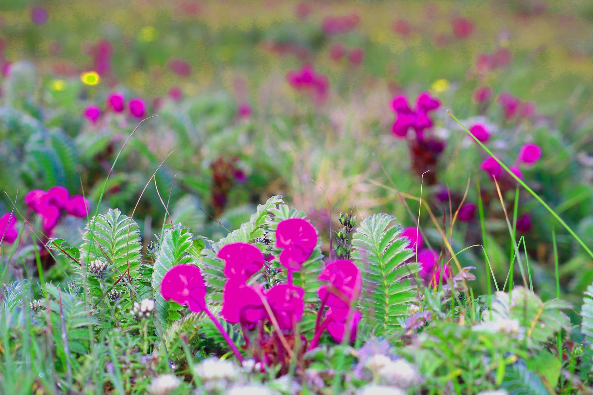 Spring in Nepal