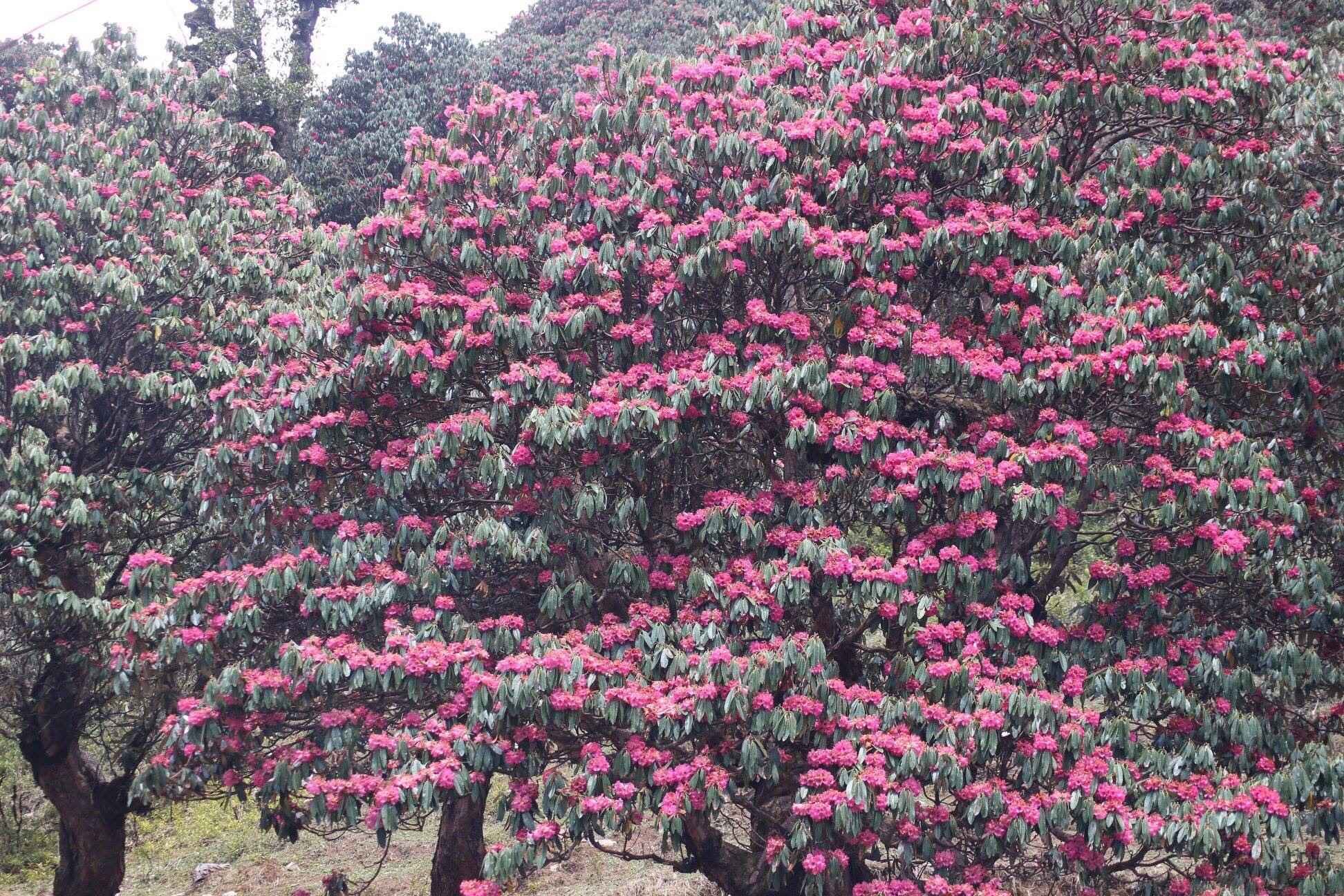 Summer in Nepal