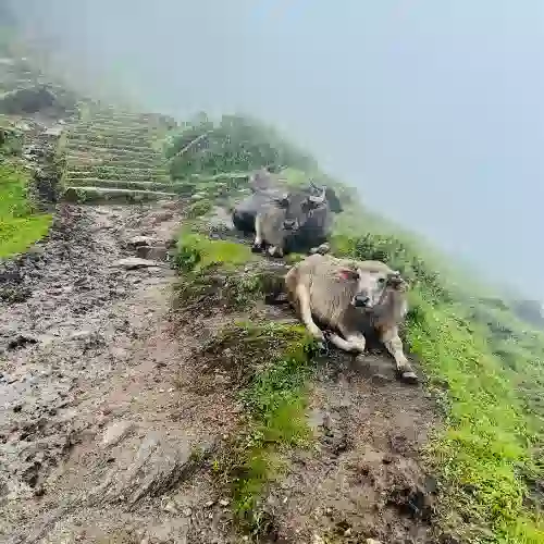 Exploring Mardi Himal Trek - Panoramic Views of the Annapurna Range in Nepal